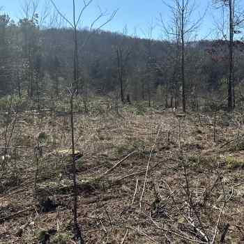 1.25 Acres - Lawrence County - County Rd 59 Tract