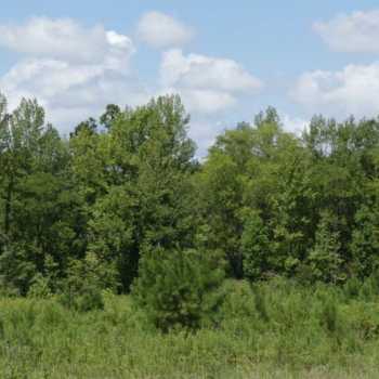 10 Acres - Lawrence County - Hunting and Homesite