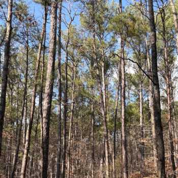 22 +/- Ac - Jefferson County, AL - 7A Tract