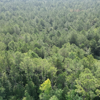 21+/-  Acres - Chilton County - Old County Rd 309 Tract