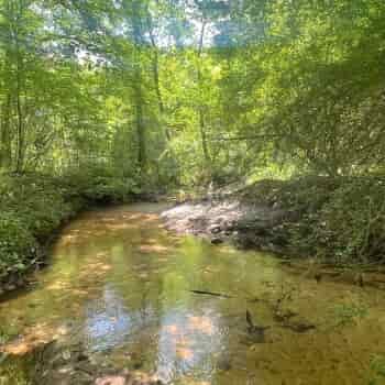 Hurricane Creek Tract - 57acres +/-  Dale County