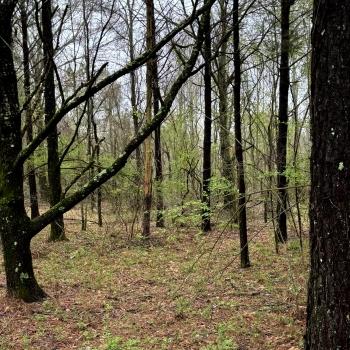 10 +/- Ac. - Tuscaloosa County - Pine Valley Tract 2 & 3