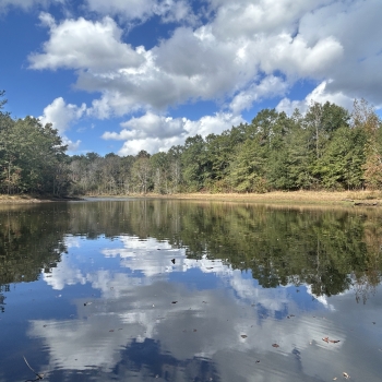63 Acres - Crenshaw County - Highway 331 Tract