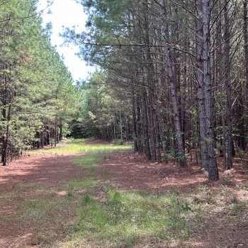 691 +/- Ac - Fayette County, AL - 691 Fayette County Tract