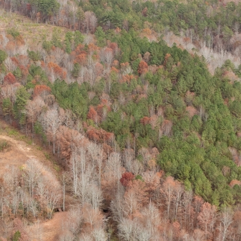 88 +/- Acres - Walker County - King Tract 3