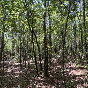 13 acres - Lee County - LHP LLLP 13