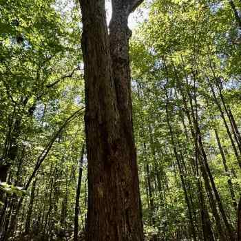 40 +/- Ac - Talladega Co - Baker Branch Tract
