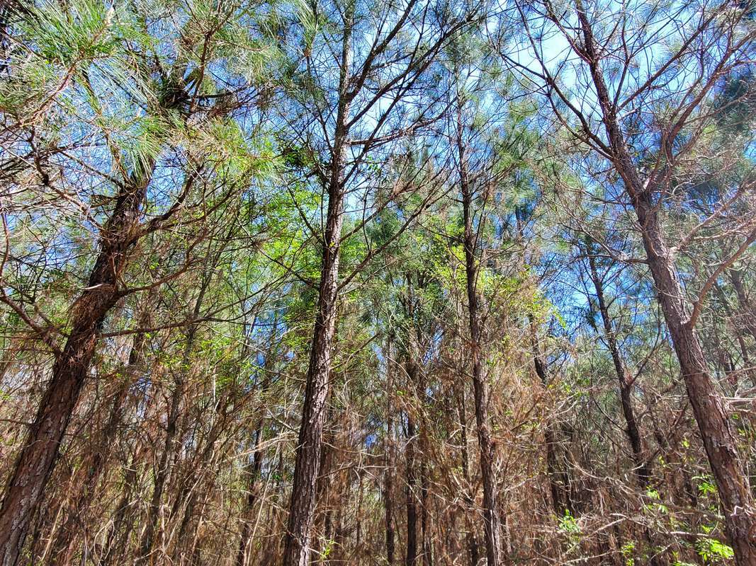 Woods