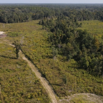 80 acres - Early County, GA - Long Branch Tract