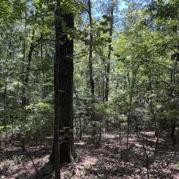 5 acres - Lee County - LHP LLLP 5
