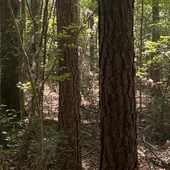 11 +/- Ac. - Chilton County - New Convert Tract South