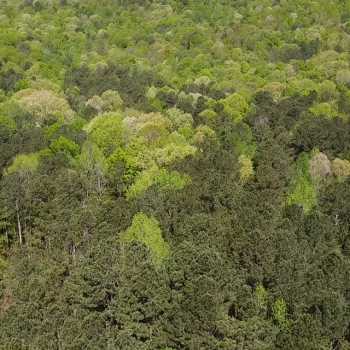 41 +/- Ac - St Clair County, AL - Blount Mtn #1