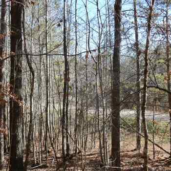 10+-Acres - Coosa County, AL - Homesite & Timber Opportunity #3