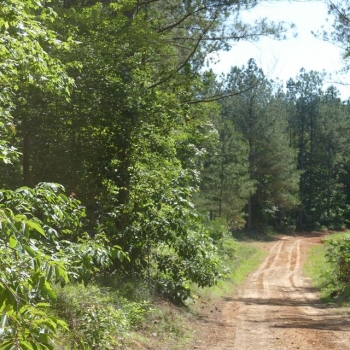 46 +/- Acres: Prime Hunting & Timber Tract Near Birmingham - Remlap, AL