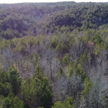 157 +/- Acres - Fayette County - County Road 66 Tract 2