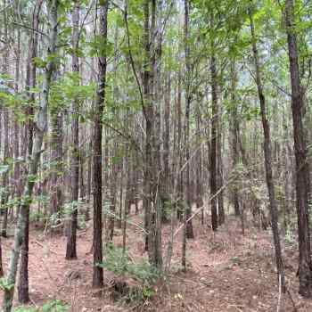 Greene Tract CR 254 - 4ac