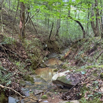 52 +/- Ac - Tuscaloosa County, AL - Tract 3