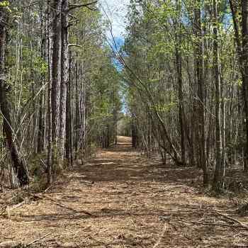 69 +/- Acres - Lamar County - Jaggers Tract East