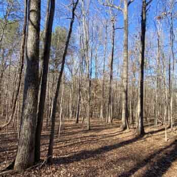 200 acres - Lee County - Loblockee Farms