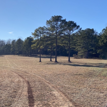 200 acres - Lee County - Loblockee Farms
