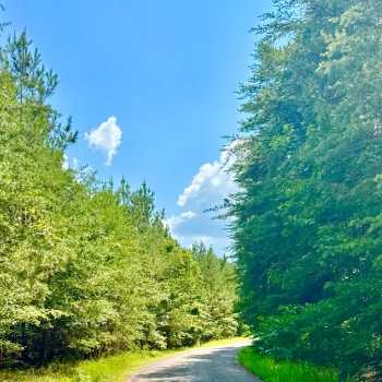 7.5 Acres-Winston County-CR. 325 Tract