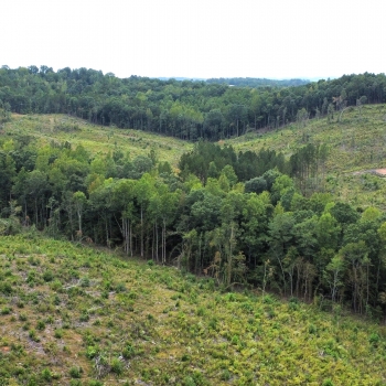 47 +/- Acres - Marion County, AL - County Rd 54 Tract