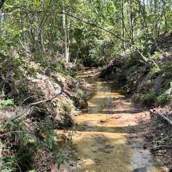 78.5 +/- acres - Henry County, AL - CR 54 South Tract