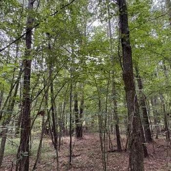 1+/- Ac. - Russell County - Square Tract