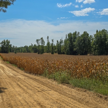 216.99 acres - Carroll Co - Concord Farm