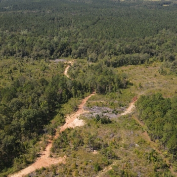57 +/- acres - Henry County, AL - CR 54 North Tract