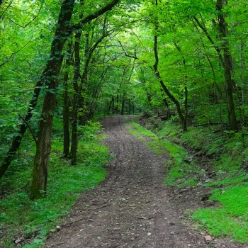 110 +/- Ac - Marshall County, TN - Gobbler Knob Tract