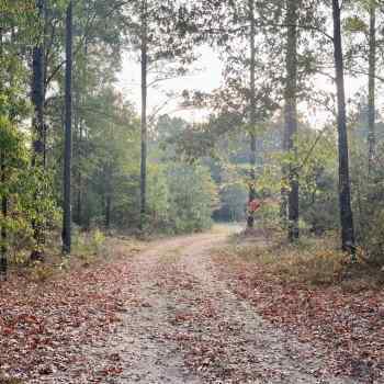 245 +/- Acres - Dallas County, AL - Black Belt Farm
