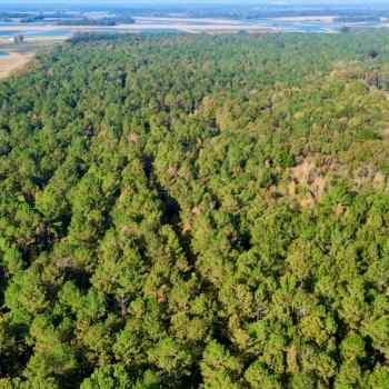 245 +/- Acres - Dallas County, AL - Black Belt Farm