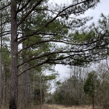 20 Acre Homesite in Lawrence County