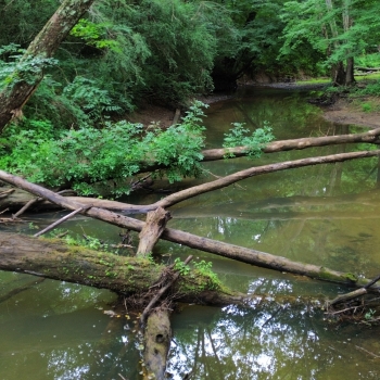 20 +/- Acres - Walker County, AL - Wolf Creek Tract