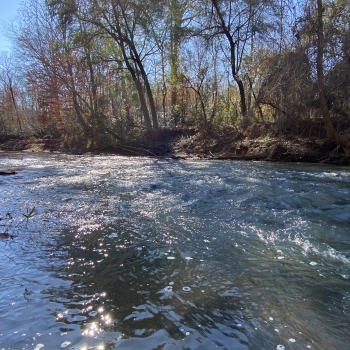 380 acres - Lee County - Tillery Halawalka Tract
