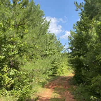 Greene Tract CR 254 - 22ac