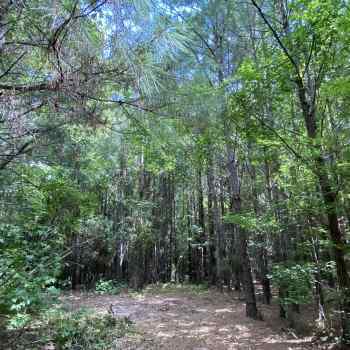 Greene Tract CR 254 - 22ac
