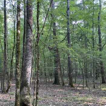 42 acres - Macon County - Lee Tract