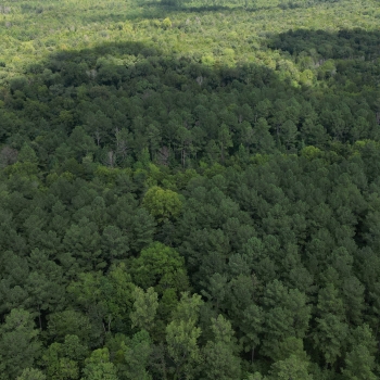 10 Acre - Lawrence County Homesite & Timber Opportunity