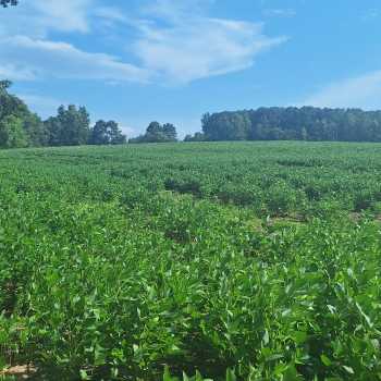 30 +/- Ac - Etowah County, AL - Leeth Gap Tract