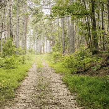 15 Acres of Prime Land in Lawrence County