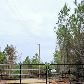 12 +/- Acres - Marengo County, AL - Hog Heaven Mini Farm