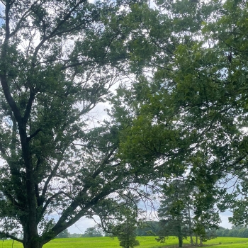9.4 +/- Ac - Cullman County, AL - Simcoe Tract