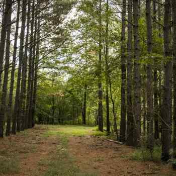 33 Acre - Lawrence County - Town Creek Tract #3