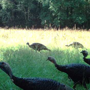 120 Acres - Bibb Co. - The Yank Place