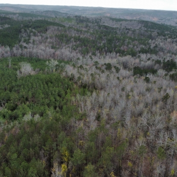 31 +/- Ac - Fayette County, AL - Oswalt Tract