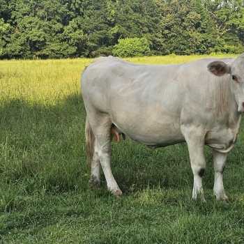 125 +/- Ac - Wilcox County, AL - Sunny South Farm